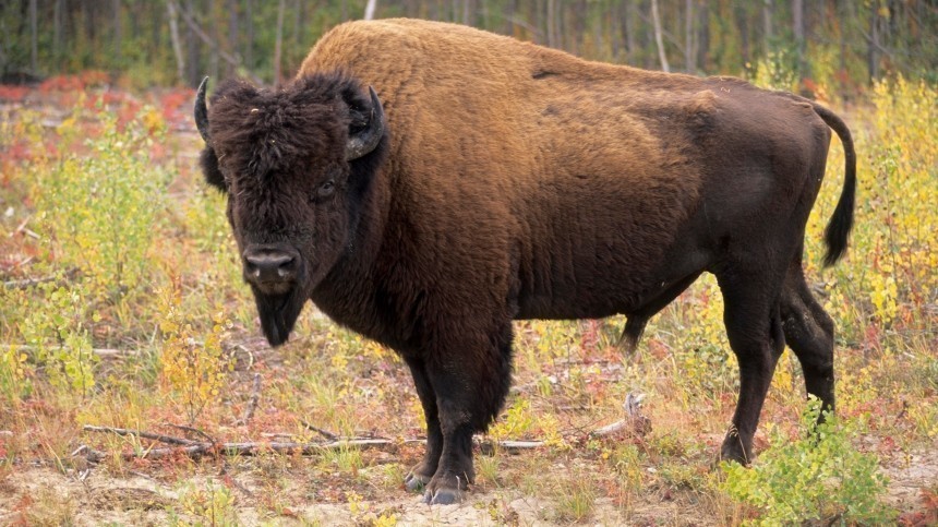 Escort in Wood Buffalo