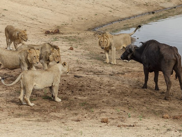 охота львов на буйвола