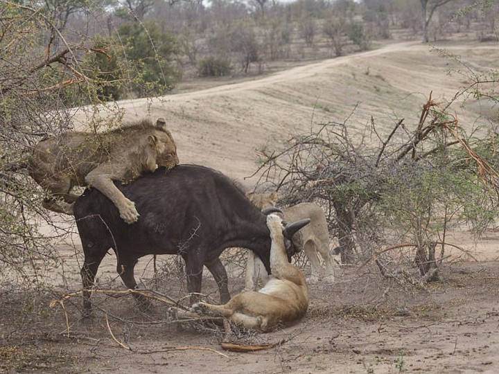 львы охота на буйвола