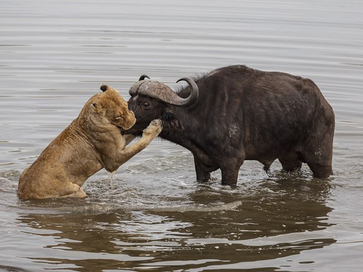 львы охота на буйволов