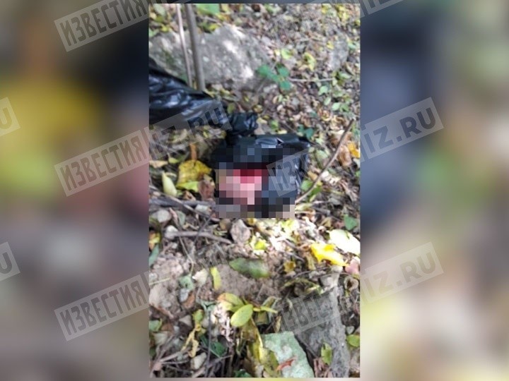 В междуреченске нашли голову девушки В междуреченске нашли голову девушки
