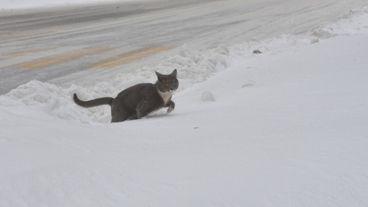 «Зима близко» — на выходных в Петербурге обещают первый снег