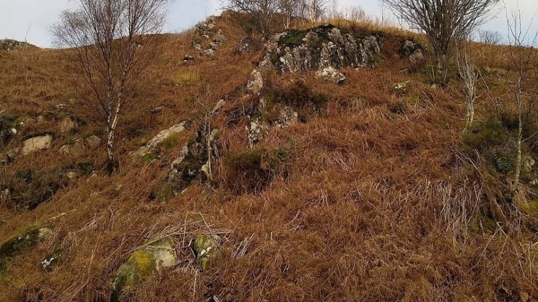 «Найди оленя» — Пользователей сети поставил в тупик снимок натуралиста