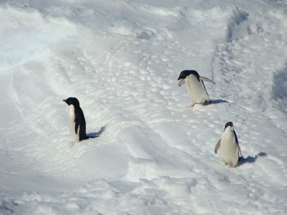 Пингвины живут на южном. Пингвины на Северном полюсе. Тюлень и Пингвин. Как живут и чем питаются пингвины. Южный полис пингвины и тюлени.
