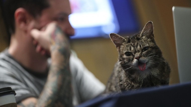 Кошатники больше остальных любят жесткий секс — исследование