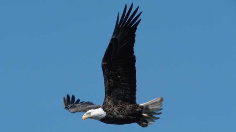 Славянский тотемный годослов называет 2019-й — годом Парящего Орла