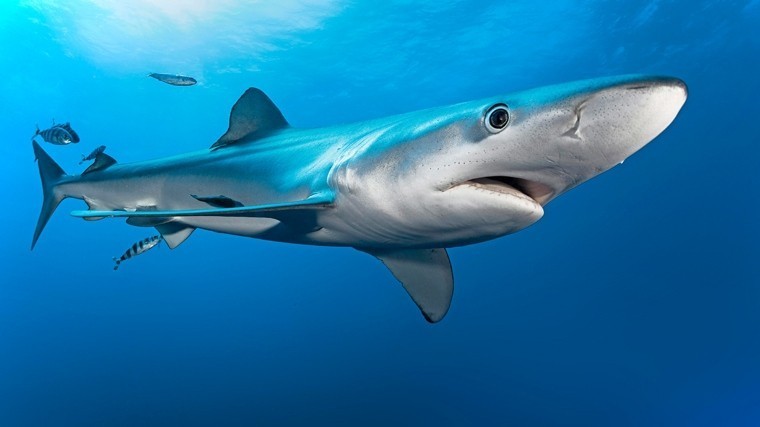Самые опасные виды акул: список, названия, описание, фото и видео