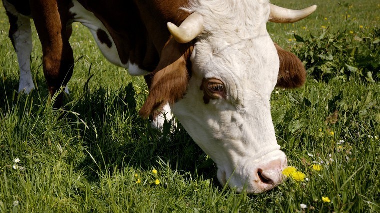 Эстонские власти обложили налогом коровий пук.