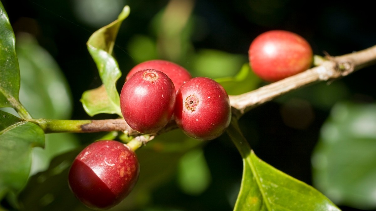 Бразильский кофе занимает 35-40% общемирового экспорта