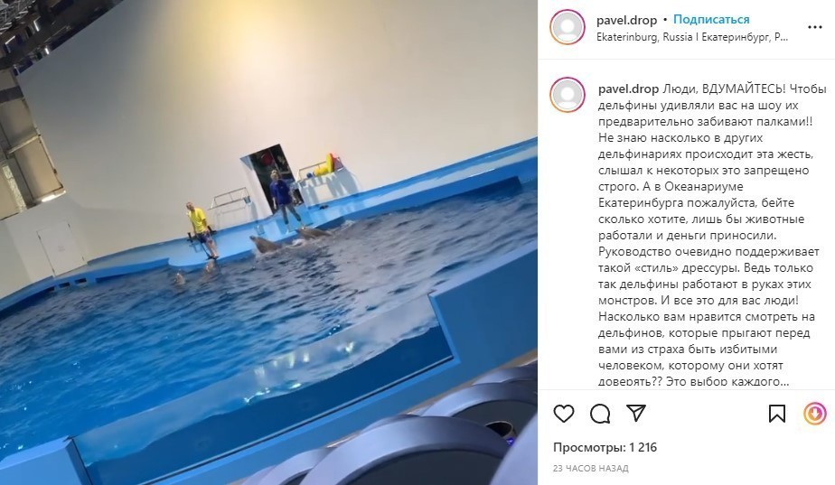 Зоозащитники показали видео избиения дельфинов в океанариуме Екатеринбурга