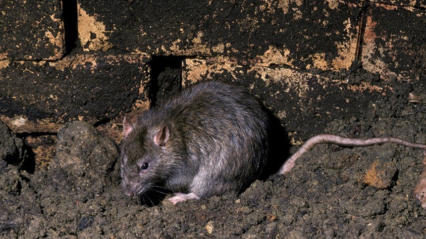 Мыши, белки, бурундуки и прочие грызуны — переносчики чумы.