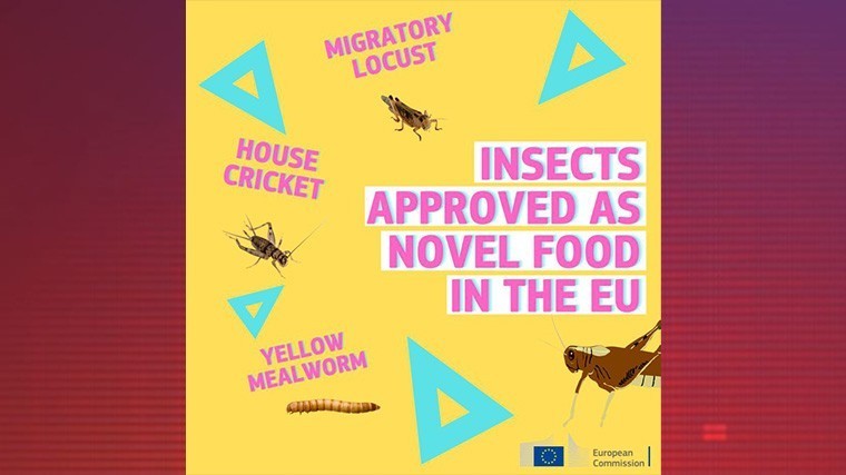 Сверчок, саранча и мучной червь: жителям ЕС предложили «новые продукты питания»