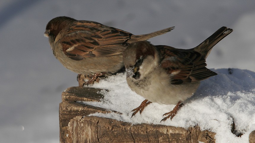 Остаемся зимовать: чем можно и категорически нельзя кормить птиц2