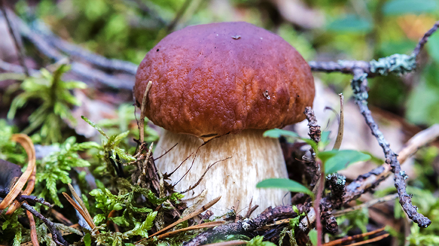 Белый гриб в лесу Карелии.