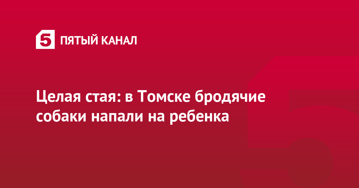 Целая стая: в Томске бродячие собаки напали на ребенка