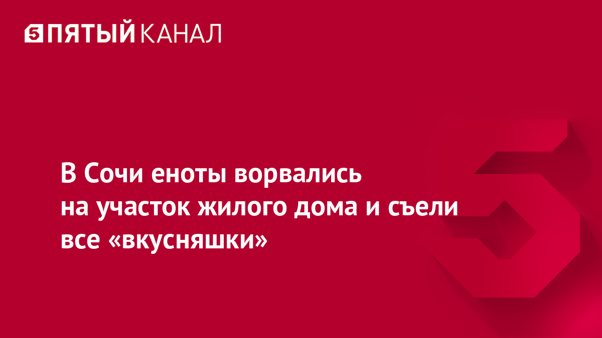 В Сочи еноты ворвались на участок жилого дома и съели все «вкусняшки»