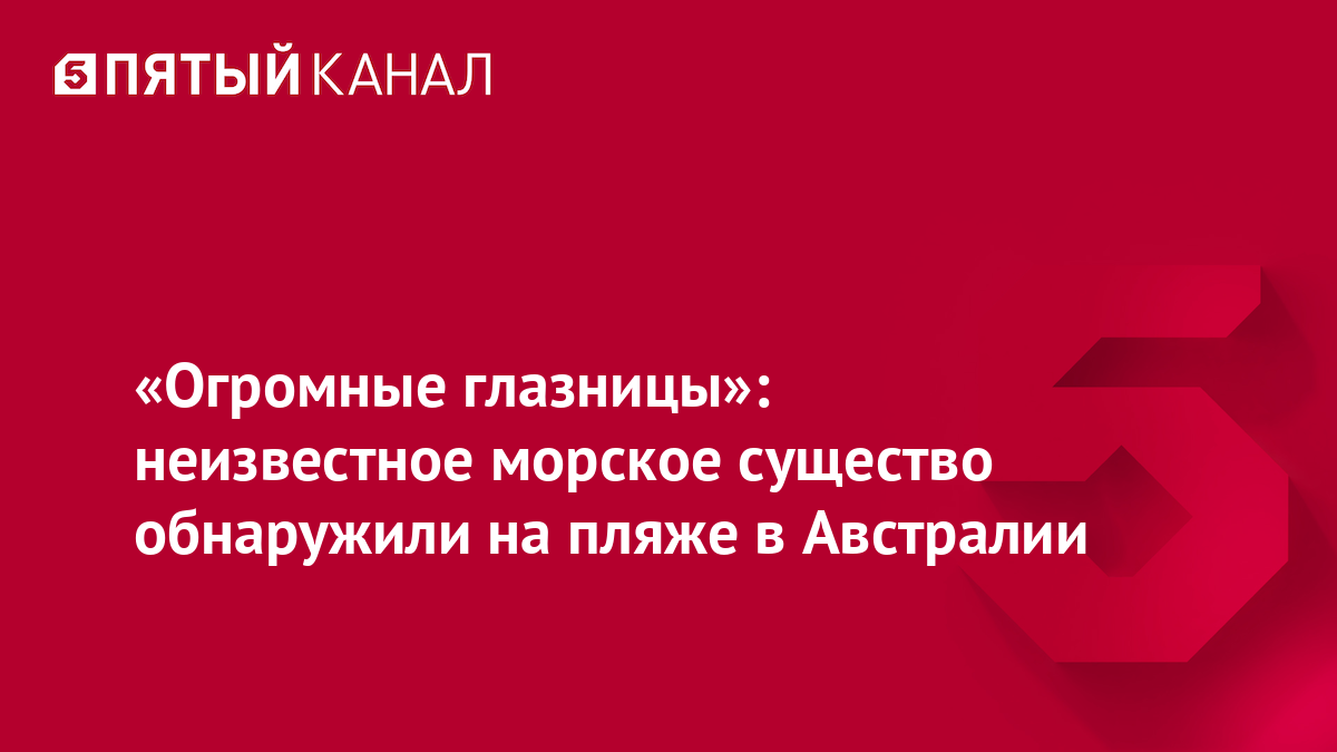 «Огромные глазницы»: неизвестное морское существо обнаружили на пляже в Австралии