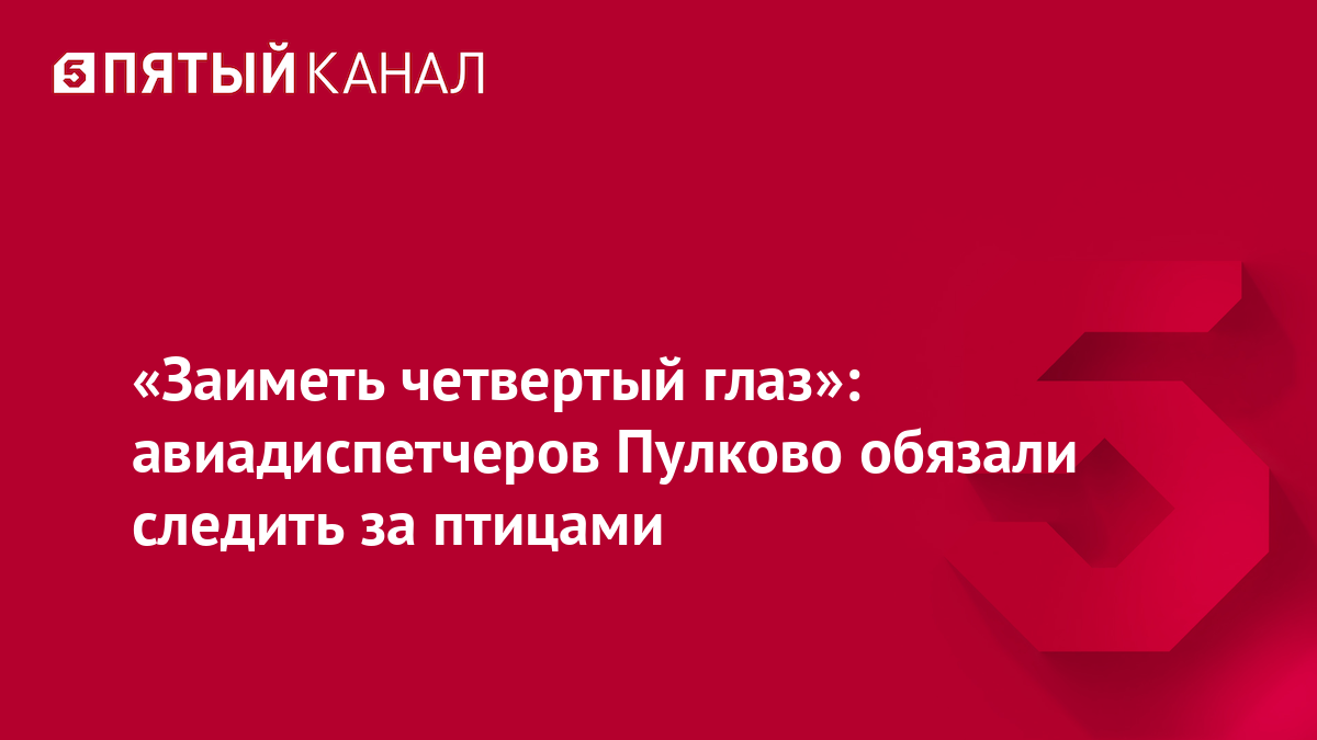 «Заиметь четвертый глаз»: авиадиспетчеров Пулково обязали следить за птицами