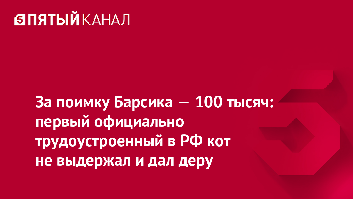 За поимку Барсика — 100 тысяч: первый официально трудоустроенный в РФ кот не выдержал и дал деру