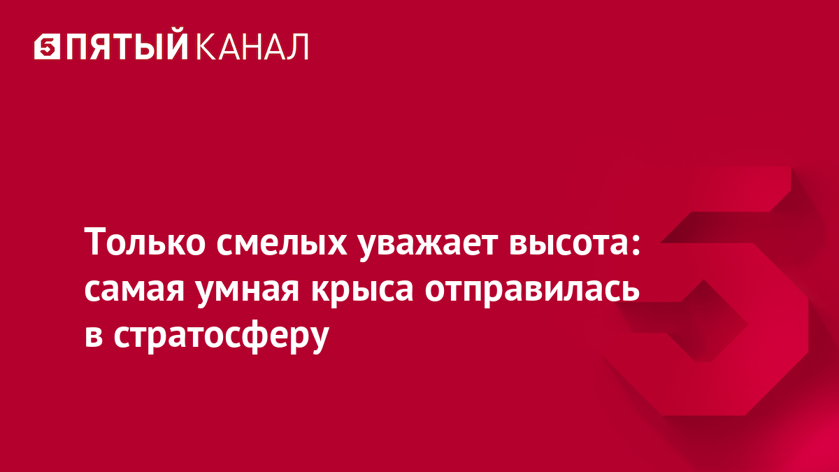 Только смелых уважает высота: самая умная крыса отправилась в стратосферу