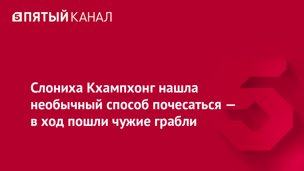 Слониха Кхампхонг нашла необычный способ почесаться — в ход пошли чужие грабли
