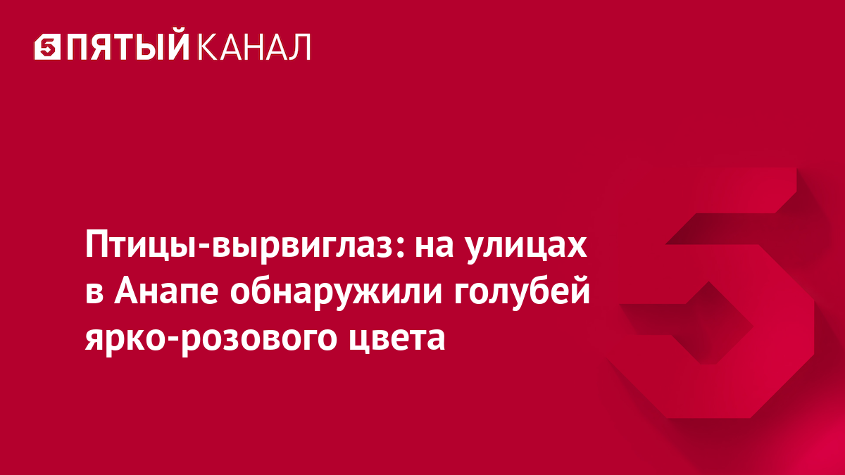 Птицы-вырвиглаз: на улицах в Анапе обнаружили голубей ярко-розового цвета