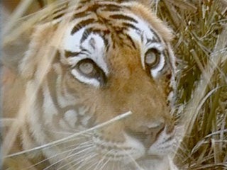«Тигровый глаз»