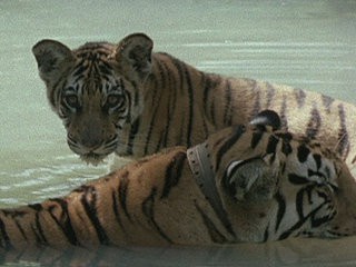 «Мир природы. Тигры изумрудного леса»