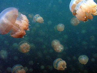 «Нашествие медуз»