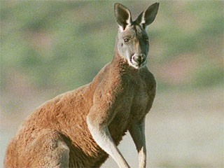 «Мир природы. Большие рыжие кенгуру»