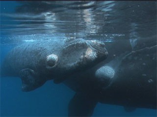 «Мир природы. Загадка китов»