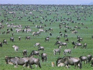 «Борьба за выживание. Один год из жизни антилопы»