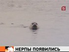 На Дальнем Востоке свой День сурка