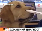Специально обученные собаки могут заменить самые точные медицинские приборы