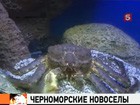 В Черном море может появиться камчатский краб