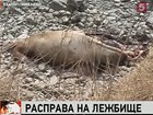 На Камчатке браконьеры покусились на живой символ Петропавловска-Камчатского