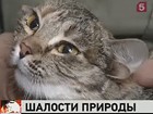 Житель Воронежа подобрал на улице пятиухую кошку