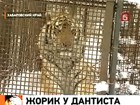 Знаменитый тигр Жорик успешно перенёс лечение зубов