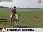 В Германии оседлали корову