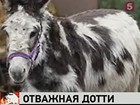 Английская ослица Дотти получила награду за отвагу и храбрость