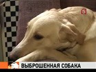 Хозяин, выбросивший собаку с девятого этажа, ушел от ответственности