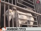 В Китае блогеры спасли собак