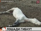 В одном из спортивных клубов Ульяновской области погибают лошади