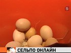 Яйца из ярославской глубинки продаются через интернет