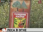 В Забайкальском крае из-за лесных пожаров введён режим ЧС