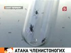 Клещи открыли сезон: счет укушенных пошел на тысячи