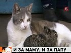 Брошенных зайчат выходила обыкновенная домашняя кошка