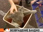 Похищенного коалу Банджо снова ждет родная клетка в зоопарке