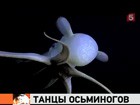 Американские океанологи запечатлели танцы осьминогов