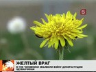 Власти Уфы сражаются с одуванчиками